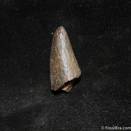 Inch Partial Tyrannosaurid Tooth, T-Rex #1269